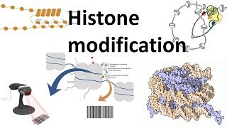 Histone modifications Introduction [upl. by Ahsait]