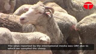 Thousands of sheep culled due to virus [upl. by Henriette]