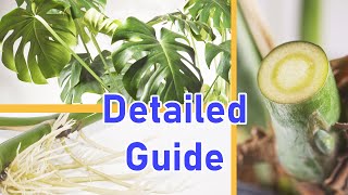 How To Propagate MONSTERA DELICIOSA 2 EASY Ways DETAILED [upl. by Elleirb]