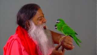 Parrots interact with Sri Swamiji at Shukavana Parrot Park [upl. by Bluefield]