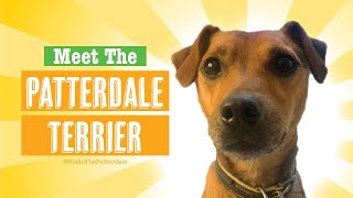 Patterdale Terrier Dog Breed [upl. by Senior]