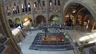 Timelapse of Dippy the Dinosaur being dismantled at the Natural History Museum [upl. by Orvan]