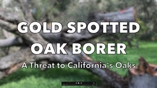 Gold Spotted Oak Borer [upl. by Secrest]