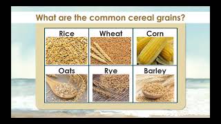 Introduction to Farinaceous Products [upl. by Kcirdle]