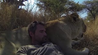 Lion Sits on Man  The Lion Whisperer [upl. by Alyn411]