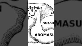 Cow digestive system [upl. by Livi]