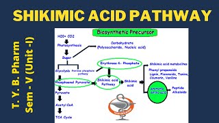 Shikimic acid Pathway Pharmacognosy [upl. by Auj172]