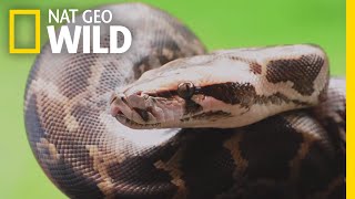 Pythons 101  Nat Geo Wild [upl. by Aenal]