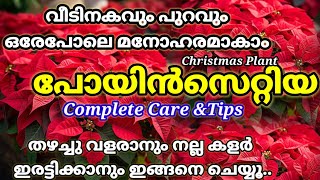 Poinsettia Complete Care MalayalamChristmas Plant Careപോയിൻസെറ്റിയ പരിചരണംWinter Rose plant care [upl. by Waltner]