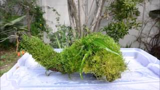 Some moss I have growing emersed [upl. by Angelis116]