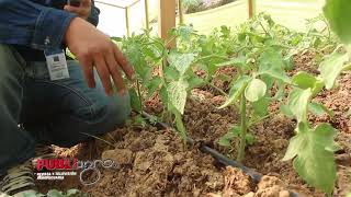 PUBLIAGRO TOMATE EN INVERNADERO SACABA COCHABAMBA [upl. by Udale]