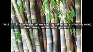 Dendrocalamus giganteus Top 7 Facts [upl. by Ches]