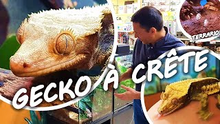 TUTO GECKO à CRÊTE chez Dynoca [upl. by Atihcnoc747]