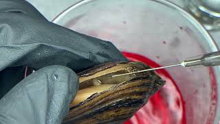 Glochidia extraction from a freshwater mussel [upl. by Haroppizt776]