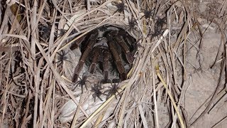 Cyriopagopus  ex Haplopelma  longipes in Nature  Thailand [upl. by Nap]