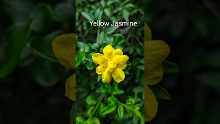 Wild Yellow Flowers shortclips wildlife [upl. by Marten]