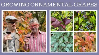 Growing Ornamental Grapes some members of the family might surprise you [upl. by Haag]