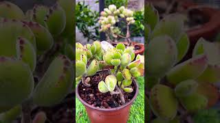 Cotyledon tomentosa plants bonsai garden aeonium nature gardening Cotyledon tomentosashorts [upl. by Notgnirra820]