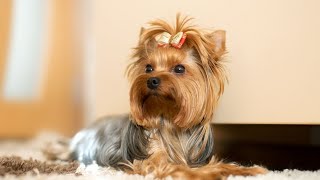 How to Train a Yorkshire Terrier to Stop Excessive Barking [upl. by Assiluy35]