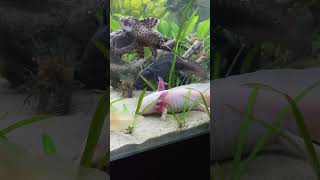 axolotl axolotls axolotes axolotllove [upl. by Lemkul]