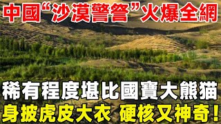 中國「沙漠警察」影片火爆全網，稀有程度堪比國寶大熊貓，身披虎皮大衣 硬核又神奇，聯合國：簡直不可思議科普 [upl. by Enytnoel]