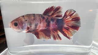 ELEPHANT EAR MALE…One Of The Most Beautiful Fish In The World… Siamese Fighting BETTA Fish [upl. by Enohs158]