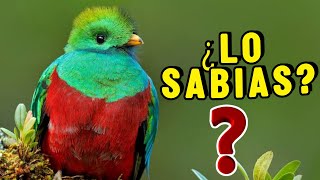 10 Datos Sorprendentes Del QUETZAL ¡Que no Sabias  CURIOSIDADES [upl. by Lynnet]