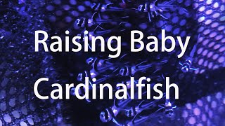 Banggai Cardinalfish Breeding and Raising [upl. by Monica]