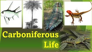 Life In The Carboniferous Period [upl. by Nivan638]