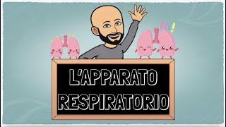 L Apparato Respiratorio [upl. by Giacamo348]