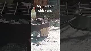 my bantam chickens subscribe like share shorts [upl. by Naelcm]