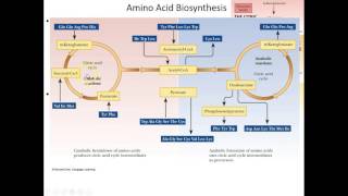 Lecture 18B Amino Acid Anabolism [upl. by Bucky]