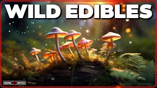 Nature’s Pharmacy  Edible Mushroom Remedies [upl. by Imoyik]