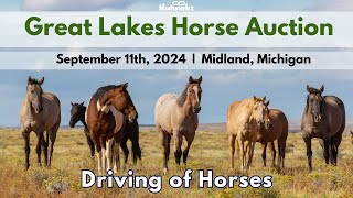 Driving of Sale Horses  2024 Great Lakes Horse Auction [upl. by Faustus]