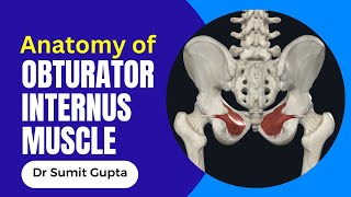 OBTURATOR INTERNUS MUSCLE 3D ANATOMY [upl. by Valenza530]