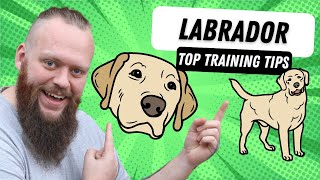 3 Top Tips for Training Your Labrador [upl. by Latsirc]