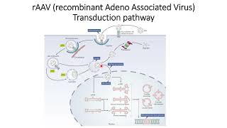 rAAV recombinant Adeno Associated Virus Transduction Pathway Code 273 [upl. by Godfrey123]