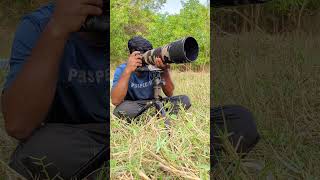 Sony a6400 wildlife photography trending birds reels subscribe channel new ytshorts ytshort [upl. by Ave]