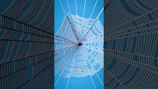 Spider Silk As A Bulletproof Vest 🤔 [upl. by Anairuy501]