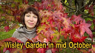 Vlog 109  Wisley Garden bloom in MidOctober [upl. by Einoj]