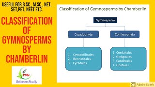 Classification of gymnosperm by Chamberlin explained in Hindi amp EnglishTypes BScMSc syllabus [upl. by Kcirde]