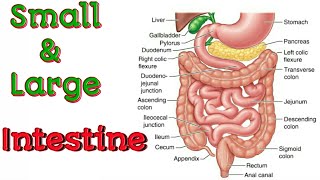 Small and Large Intestine Structure Digestion and Absorption [upl. by Yarvis]