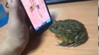 Funny frog fail [upl. by Aisitel492]