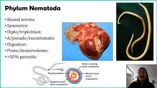 Phylum Nematoda [upl. by Aihsa760]