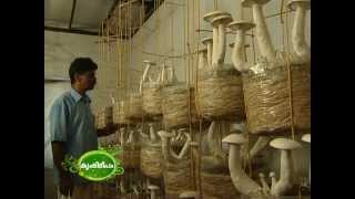 Success story of mushroom cultivation  കൂൺ കൃഷിയിലെ വിജയഗാഥ [upl. by King370]