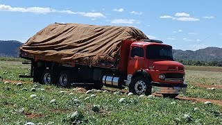 primeiro vídeo carregamento da melancia JussaraGO x UberlândiaMG [upl. by Strage]