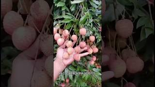 BEAUTIFUL LITCHI PLANT [upl. by Repotsirhc]