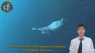 14 Antártica ¡Conocer para proteger Tema Krill Antártico [upl. by Meedan789]