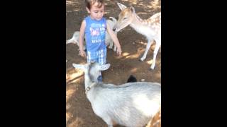 Toddler Wants To Take Home Baby Goat [upl. by Brinkema924]