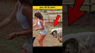 ভেড়া এটা কি করল Sheep attack shorts factsbangla unknownfacts banglafacts [upl. by Halden950]